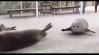 Тюлени нападают