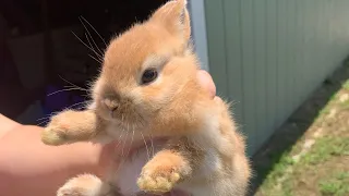 Getting 2 .. 8 Week old Netherland Dwarf Rabbits! 🐇