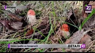 Сезон грибів на Закарпатті