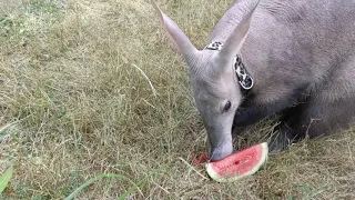 Zoo Animals Enjoy Watermelon Snacks