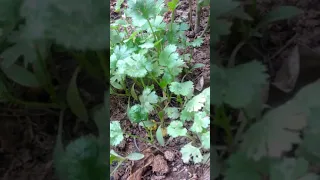 Coriander in my Kitchen Garden | The Time Lapse TTL #Shorts