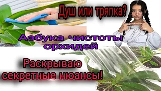 ❗️ШОК враг орхидей. Как протирать пыль правильно.  Почему  протираю, а не мою под душем.❓