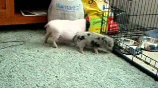 mini pig jumping