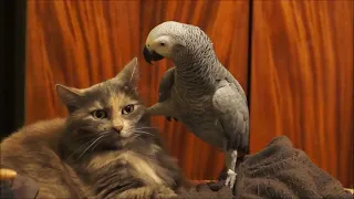 Very Funny Parrots Annoying Cats Compilation 2023