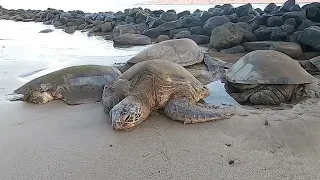 Hawaii Sea Turtles Resting on the Beach!