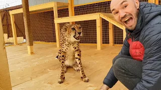 Cheetah Ichel licked Sasha!