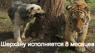 Шерхану исполняется 8 месяцев