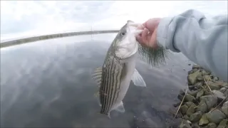 2020 Spring California Delta Striper Fishing (CAUGHT ON MEGABASS VISION 110+1)