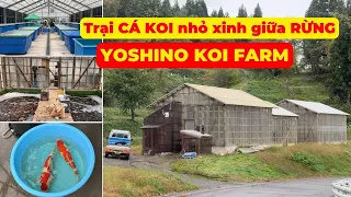 Đi thăm YOSHINO KOI FARM - Trại CÁ KOI NHẬT tuy nhỏ nhưng có rất nhiều CÁ KOI ĐẸP