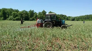 Обрыв стрелки чеснока. Опрыскивание всходов чеснока фунгицидом Фанданго.