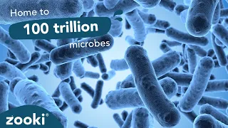 What Is The Human Gut Microbiome? | Gut Microbiome Explained | Zooki