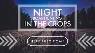 Night boar hunting in the crops