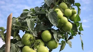 Testes com produtos não-químicos no tomate!