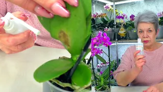 I checked, it works! To treat orchids, use Chlorhexidine from the Pharmacy.