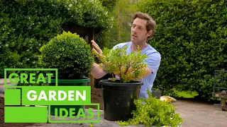 Topiary Basics | GARDEN | Great Home Ideas