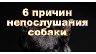 6 причин непослушание Вашей собаки