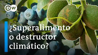 El impacto de los superalimentos - ¿Dónde crecen los aguacates y los arándanos? | DW Documental