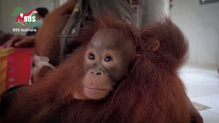 Nyaru Menteng Orangutan Baby House