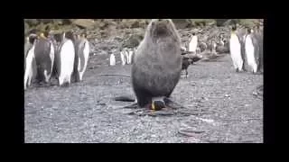 Seals having Sex to Penguine