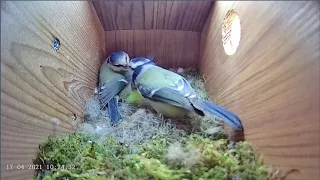 17th April 2021 - Blue tit nest box live camera highlights