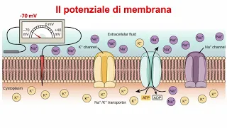Trasporti attivi di membrana: la pompa sodio-potassio, potenziale di membrana e potenziale d'azione