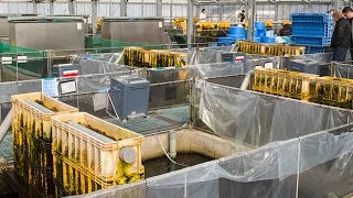 Modern Koi Blog #714 - Momotaro Koi Farm