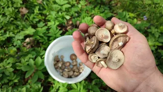 Збираю гриби в саду під яблунею.Перші весняні гриби у траві
