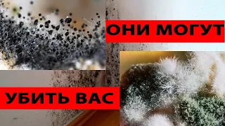 Смертельная Опасность Плесени в квартире вашему здоровью! Топ простых способов избавление от плесени