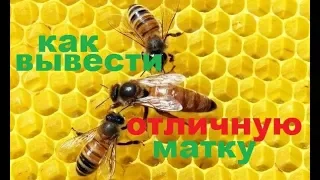 #Матка для #пчёл,  способ выведения сильной отличной матки . Как я получаю маток первой волны.