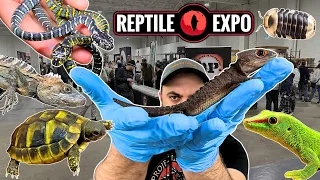 I got 2 GIANT Croc Skinks + 8 RARE pets at the Toronto Reptile Expo! April 2024