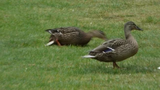 Crow has attacked a duckling. Aftermath !! NOT NICE to Watch