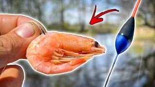 Float Fishing GIANT PERCH With Shrimp | Team Galant