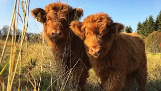 Самая пушистая порода КРС - КОРОВА ХАЙЛЕНД (Highland cattle) 🐮 Шотландская порода коров
