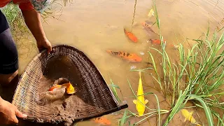 Unbelievable Amazing Hunting Beautiful Fish Giant Oranda Goldfish Ranchu Blood Parrot in Lake