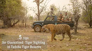 5 Tips to enhance safari experience and Guaranteed Tiger Sighting in Tadoba