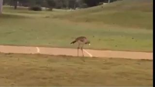 Bird Discovers Golf Balls Bounce