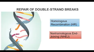 DNA Double Strand Breaks And Repair Systems Part 2