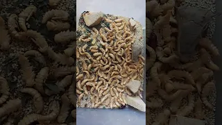 harvesting pupae #superworms #chickenfeed