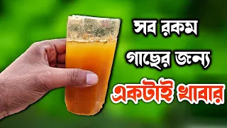 সব রকম গাছের জন্য একটাই অপরিহার্য খাবার || All in One Fertilizer for all Plants