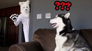 Funniest Pranks On Dogs & Cats #2 😆 TRY NOT  TO LAUGH