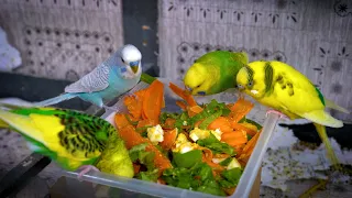 Budgerigar sounds indoors singing and eating for 1 Hour