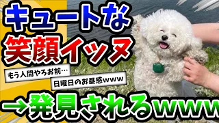 【2ch動物スレ】笑顔が素敵すぎる犬さん、可愛すぎるんだがｗｗｗ