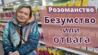 РОЗЫ ИЗ КОРОБКИ: Сохранить, посадить или выкинуть? Опыт бывалого розомана.18 февраля 2024 г.