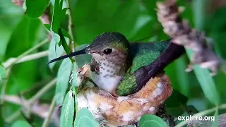 Hatch Alert! | Aryana Hummingbird Has Two Chicks