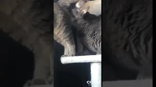 Кот нюхает попу другому коту