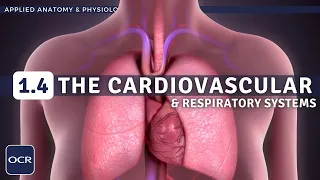 OCR GCSE PE - CARDIOVASCULAR & RESPIRATORY SYSTEMS - Applied Anatomy & Physiology (1.4)