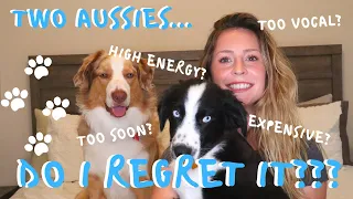 Australian Shepherds - What I Wish I Knew