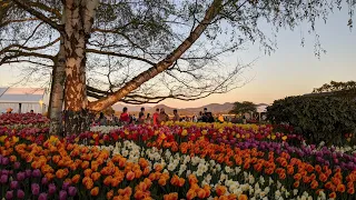 Skagit Valley Tulip Festival 2021