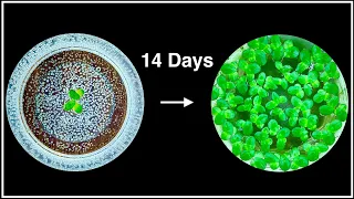 Duckweed Growth Rate Experiment - (2 Weeks)