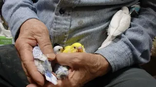 羽衣梵天セキセイインコです。